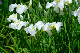 image0136
