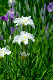 image0137