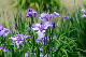 image0145