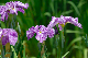 image0150