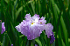 image0153