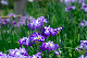 image0167