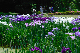 image0175