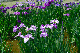 image0178