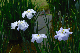 image0179