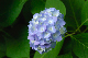 image0205