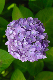 image0207