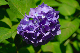 image0209