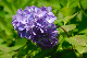 image0218