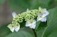 image0239