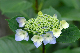 image0240