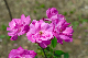 image0247