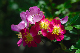 image0249