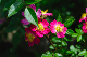image0250