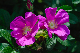 image0251