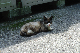 image0261