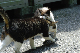 image0263