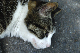 image0266