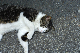 image0267