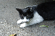 image0268
