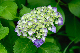 image0271