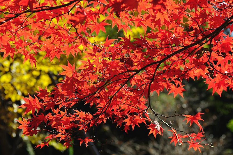 image0233
