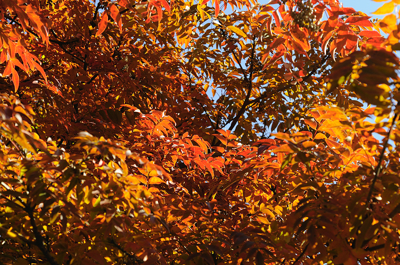 image0275