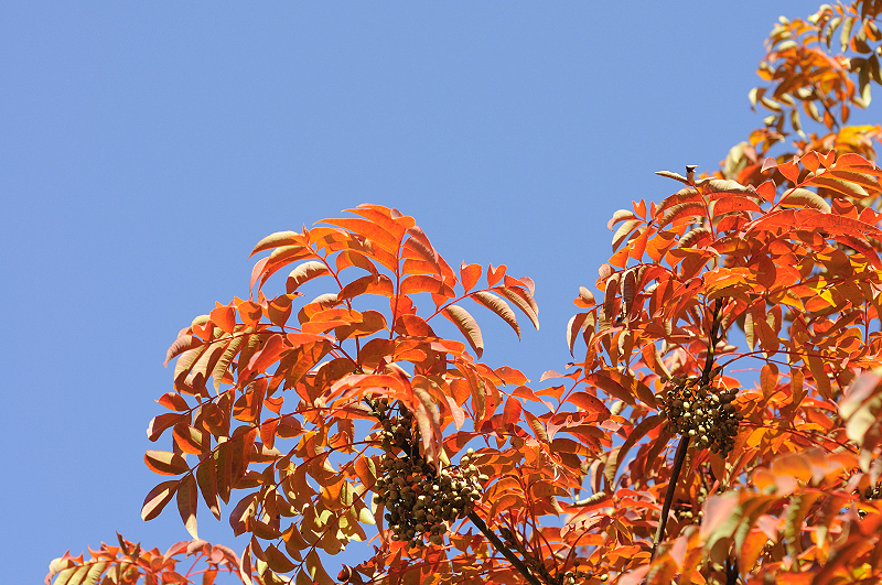 image0276