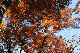 image0198