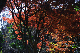 image0207
