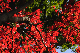 image0218