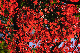 image0220