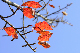 image0265