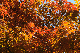 image0275