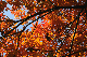 image0278