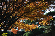 image0295