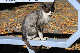 image0302