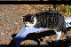 image0311