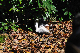 image0312