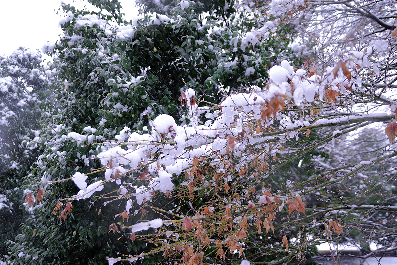 image0098