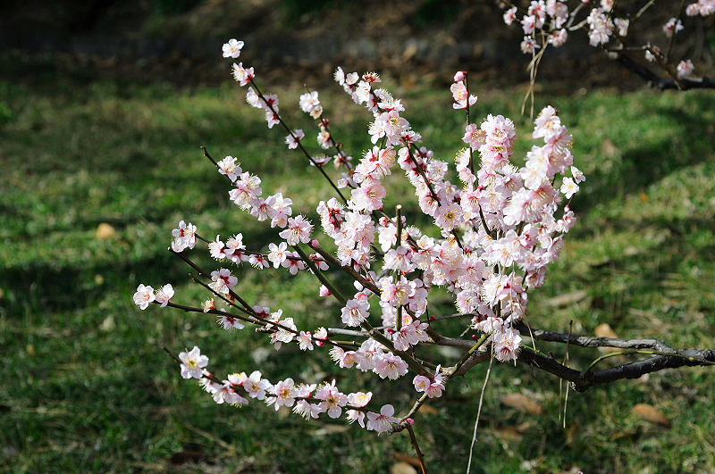 image0106
