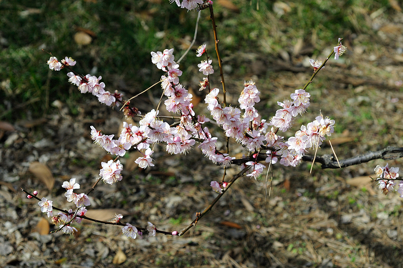 image0107