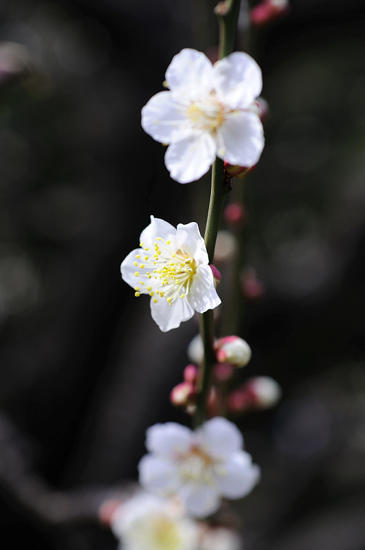 image0134