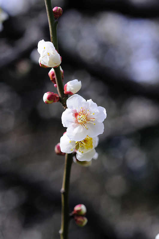 image0135
