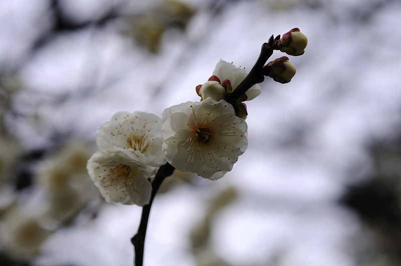 image0186