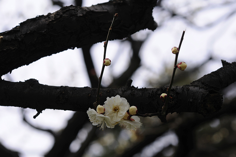 image0187