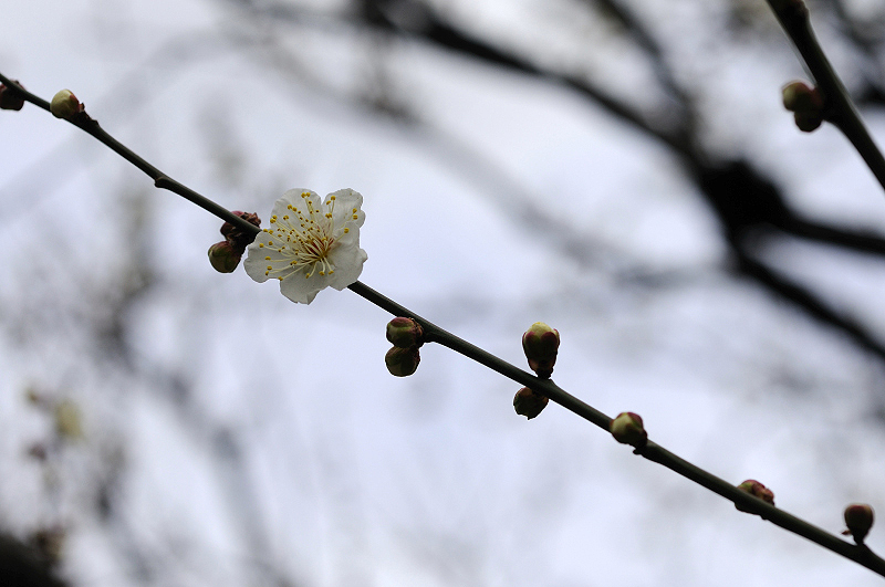 image0207
