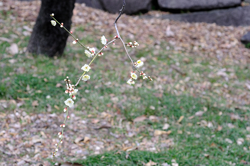 image0208