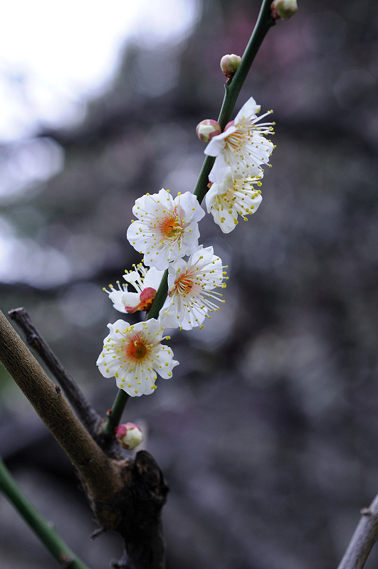 image0215