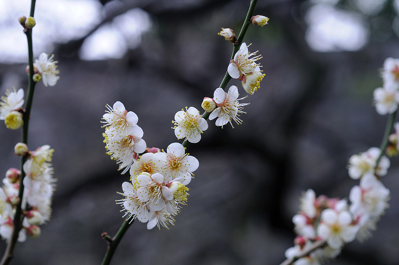 image0217